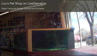 Illustration for article titled 8 of the Internet's Most Adorable, Time-Wasting Animal Live Cams